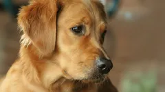 U złotego retrievera urodził się wyjątkowy szczeniak z zieloną sierścią (zdjęcia)