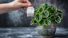 Czy torebka herbaty może poprawić glebę? Sprawdzamy, dla jakich roślin ta metoda naprawdę działa