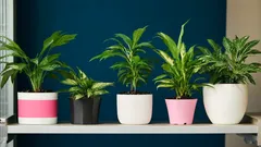 Dlaczego nadtlenek wodoru to cudowny środek dla roślin doniczkowych