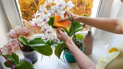 Jak pielęgnować storczyki jesienią, żeby w kolejnym roku kwitły jeszcze obficiej