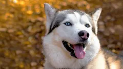 Rasy psów, których nie da się wychować: wyjaśnia kynolog