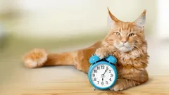 Jak oduczyć kota budzenia cię rano: skorzystaj z tej metody