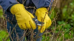 W żadnym wypadku nie przycinaj tych roślin jesienią: wiosną odwdzięczą się obfitym kwitnieniem
