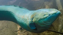 Jak ryby elektryczne wytwarzają prąd – fascynująca tajemnica natury