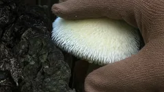 Gdzie rośnie kukmák bělovlnný i dlaczego to rzadki widok w polskich lasach