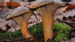 Ślizak lepkawy – jak rozpoznać i bezpiecznie zbierać ten niedoceniany grzyb