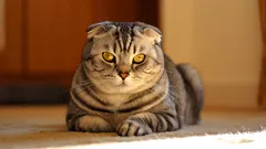 Jakie rasy kotów są najtrudniejsze do utrzymania w warunkach domowych?