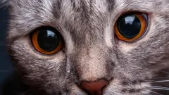Jak kot widzi człowieka – odkryj świat oczami swojego pupila