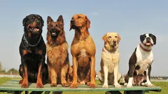 Ranking ras psów stróżujących: jak wybrać idealną rasę do ochrony domu i mieszkania